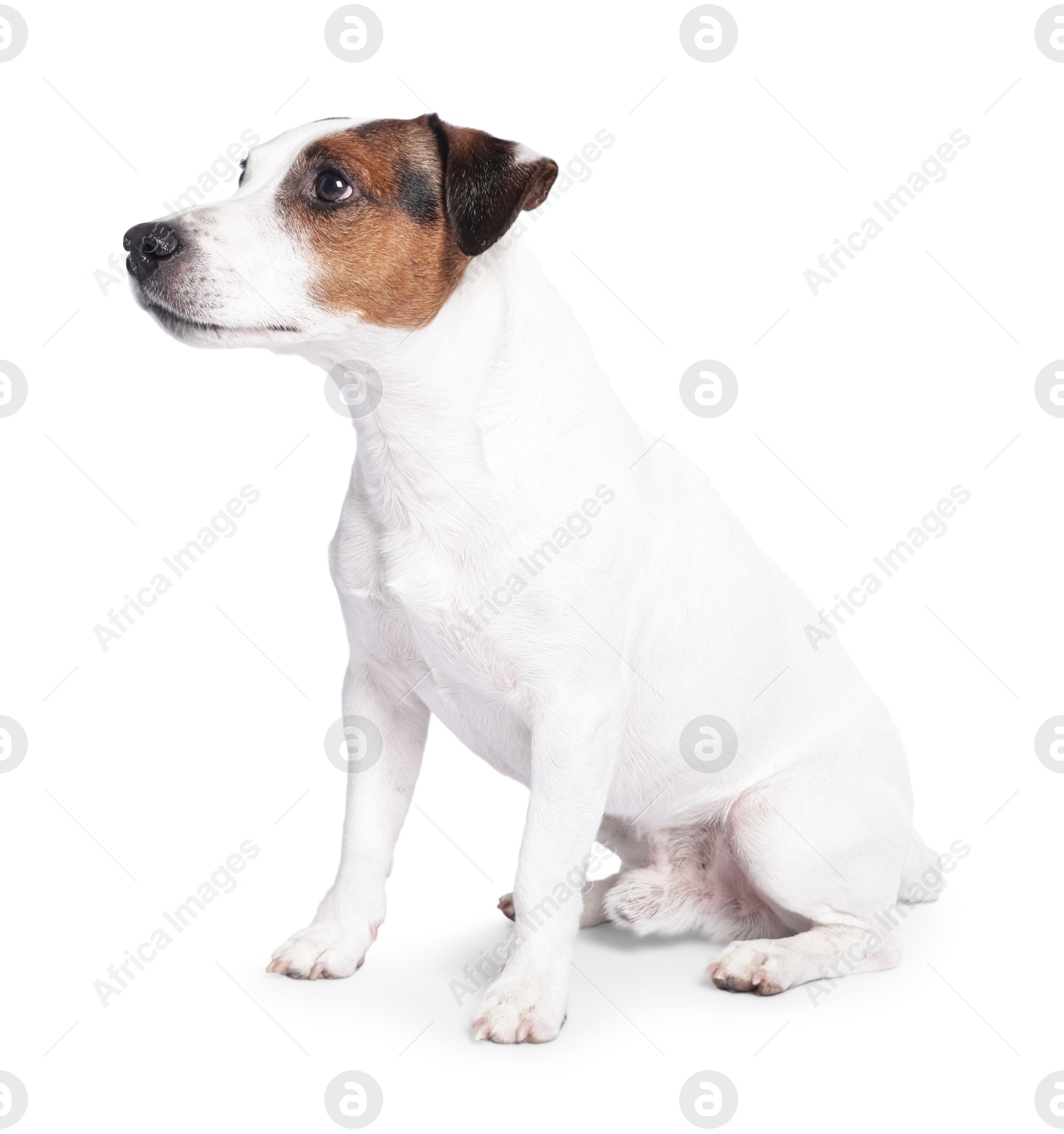 Photo of Cute Jack Russell Terrier dog sitting on white background