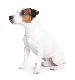 Photo of Cute Jack Russell Terrier dog sitting on white background