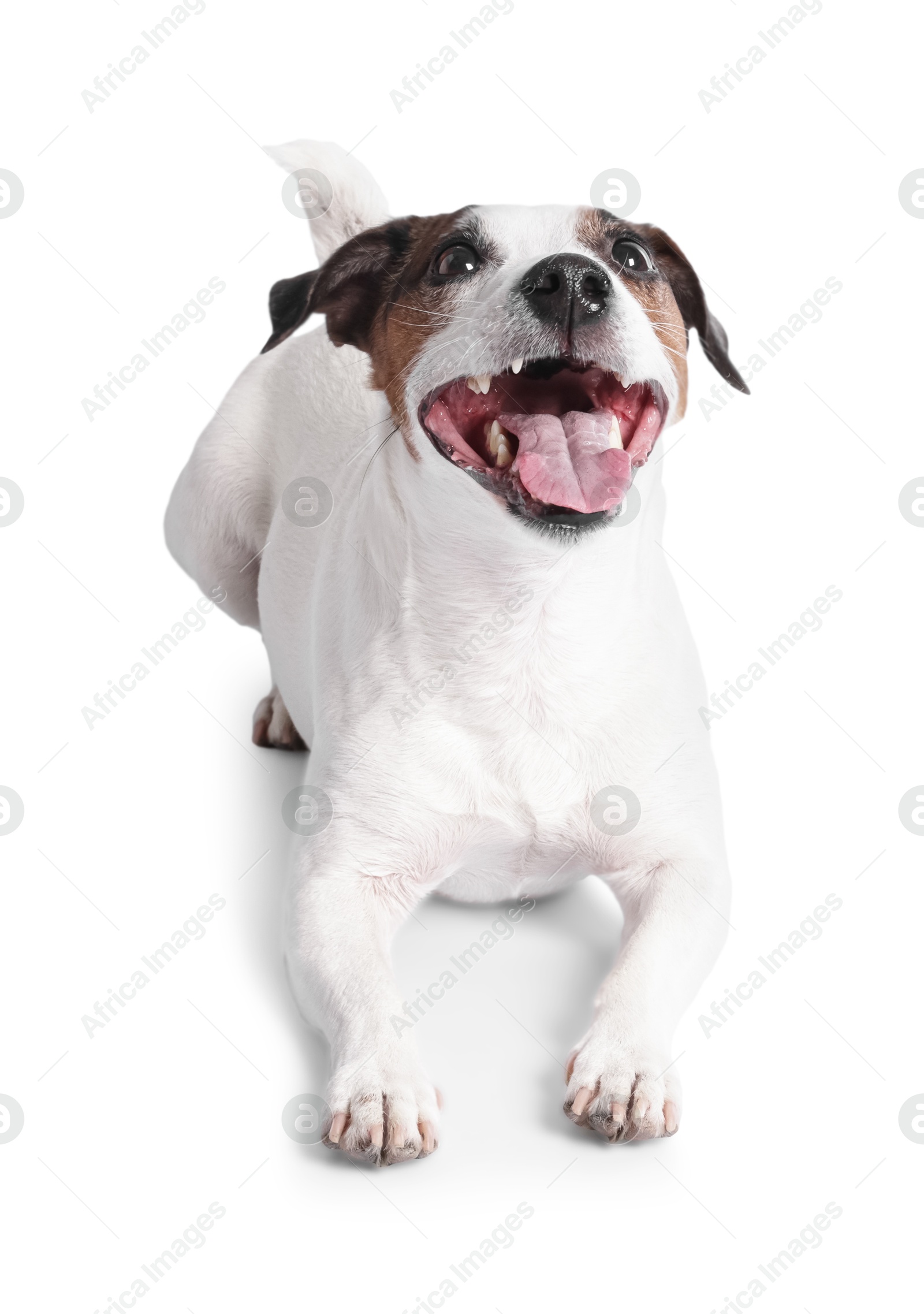 Photo of Cute Jack Russell Terrier dog on white background