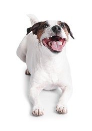 Cute Jack Russell Terrier dog on white background