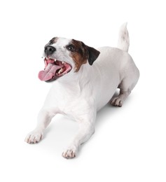 Cute Jack Russell Terrier dog on white background