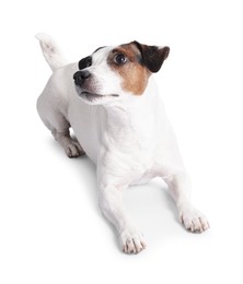 Photo of Cute Jack Russell Terrier dog on white background