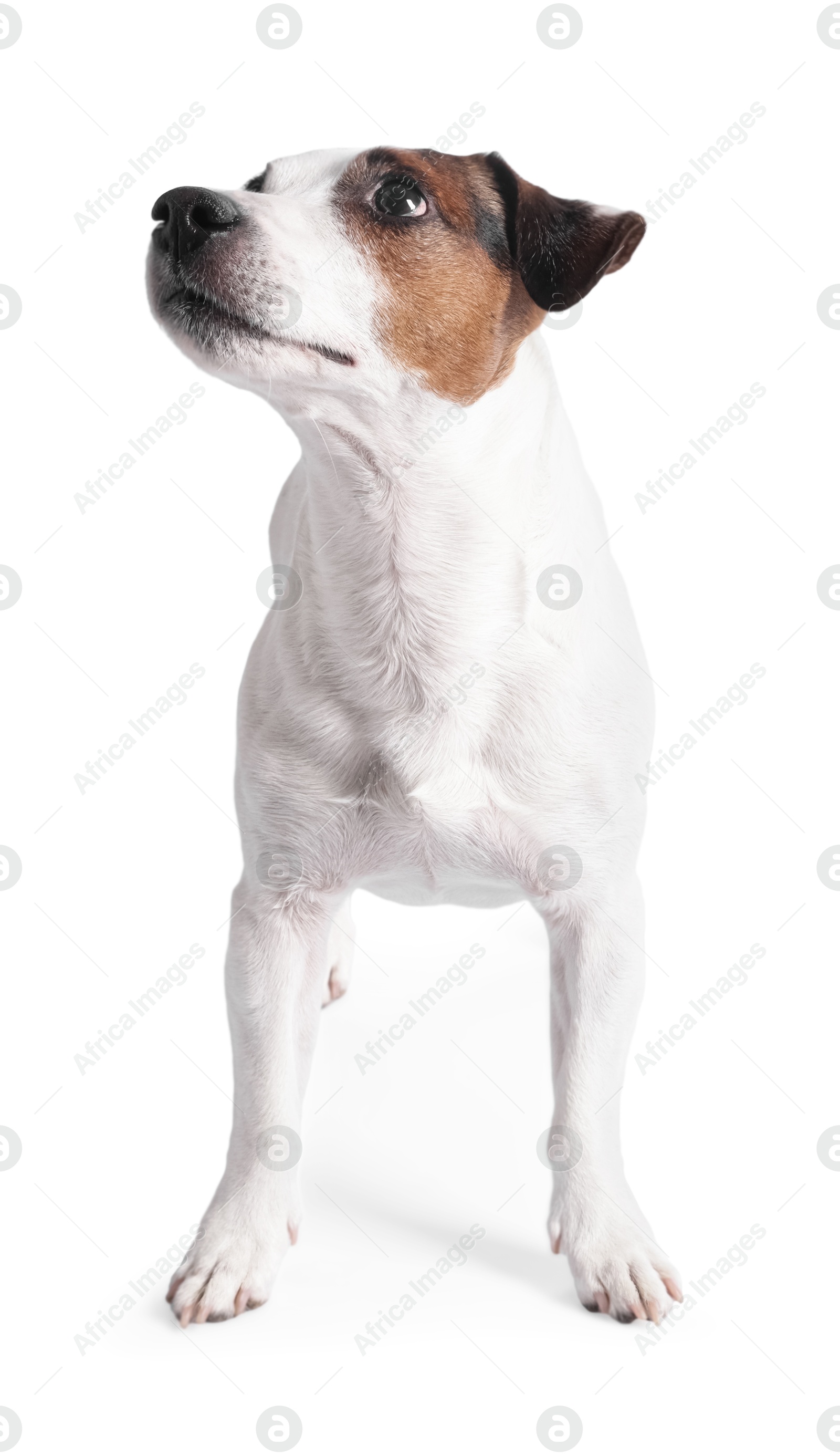 Photo of Cute Jack Russell Terrier dog standing on white background