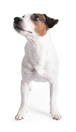 Photo of Cute Jack Russell Terrier dog standing on white background