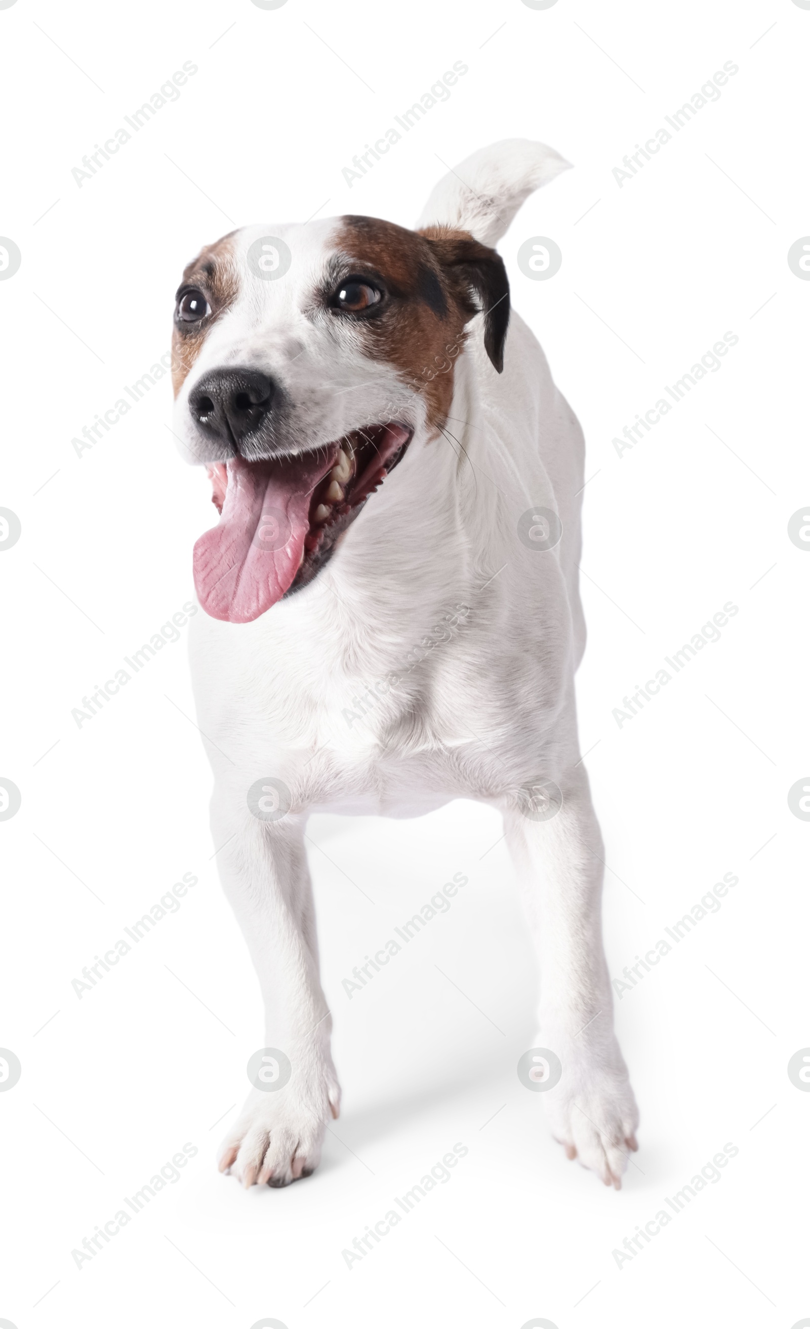 Photo of Cute Jack Russell Terrier dog standing on white background