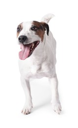 Photo of Cute Jack Russell Terrier dog standing on white background