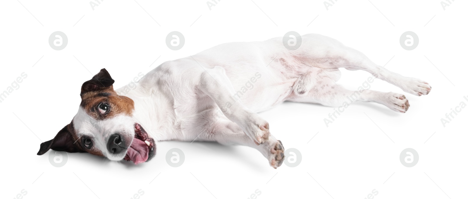 Photo of Playful Jack Russell Terrier dog lying on white background