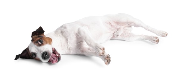 Playful Jack Russell Terrier dog lying on white background