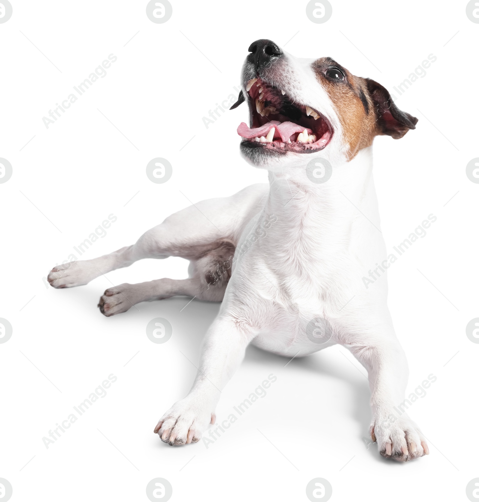 Photo of Cute Jack Russell Terrier dog on white background