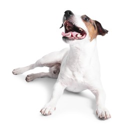 Cute Jack Russell Terrier dog on white background