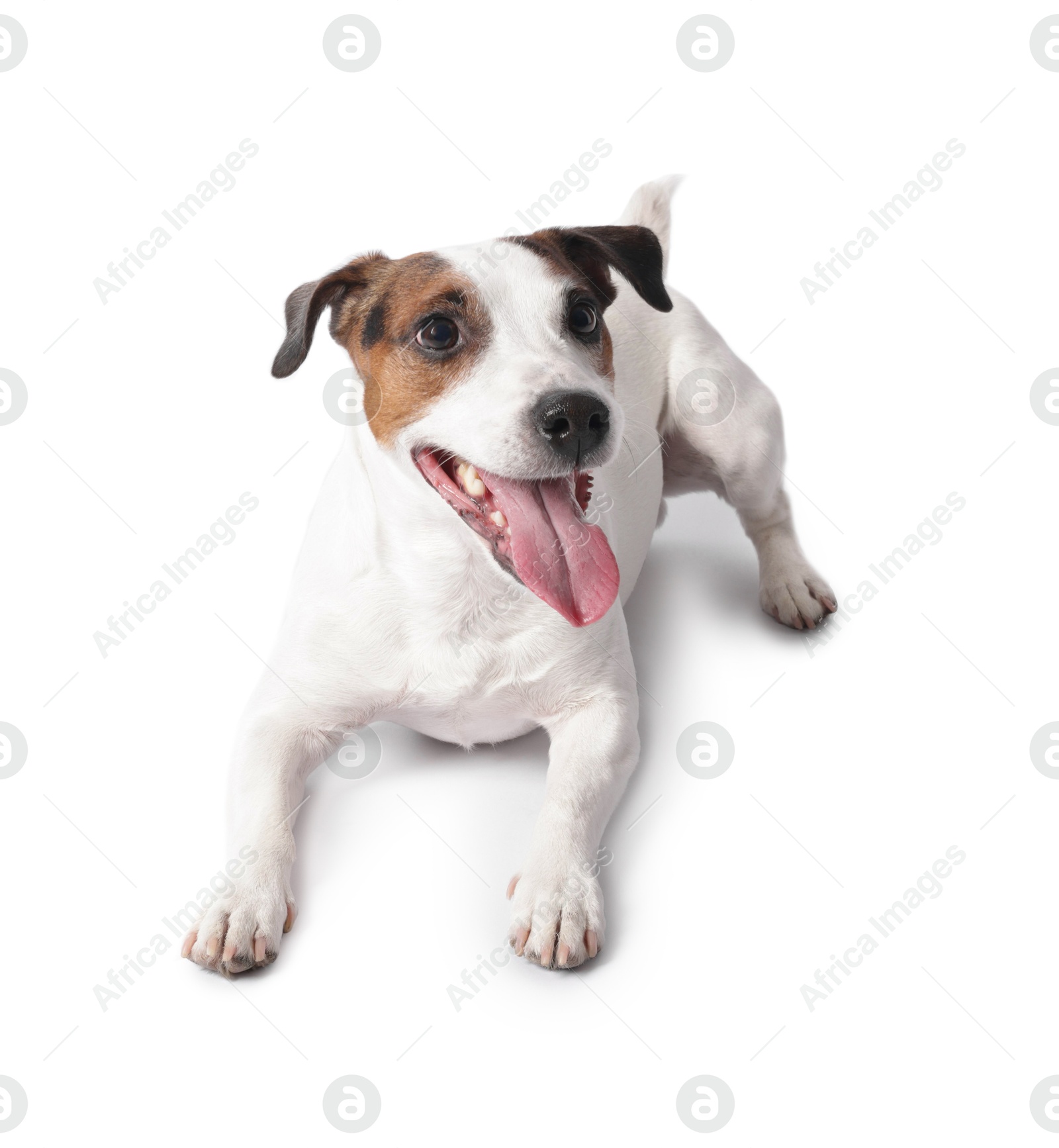 Photo of Cute Jack Russell Terrier dog on white background