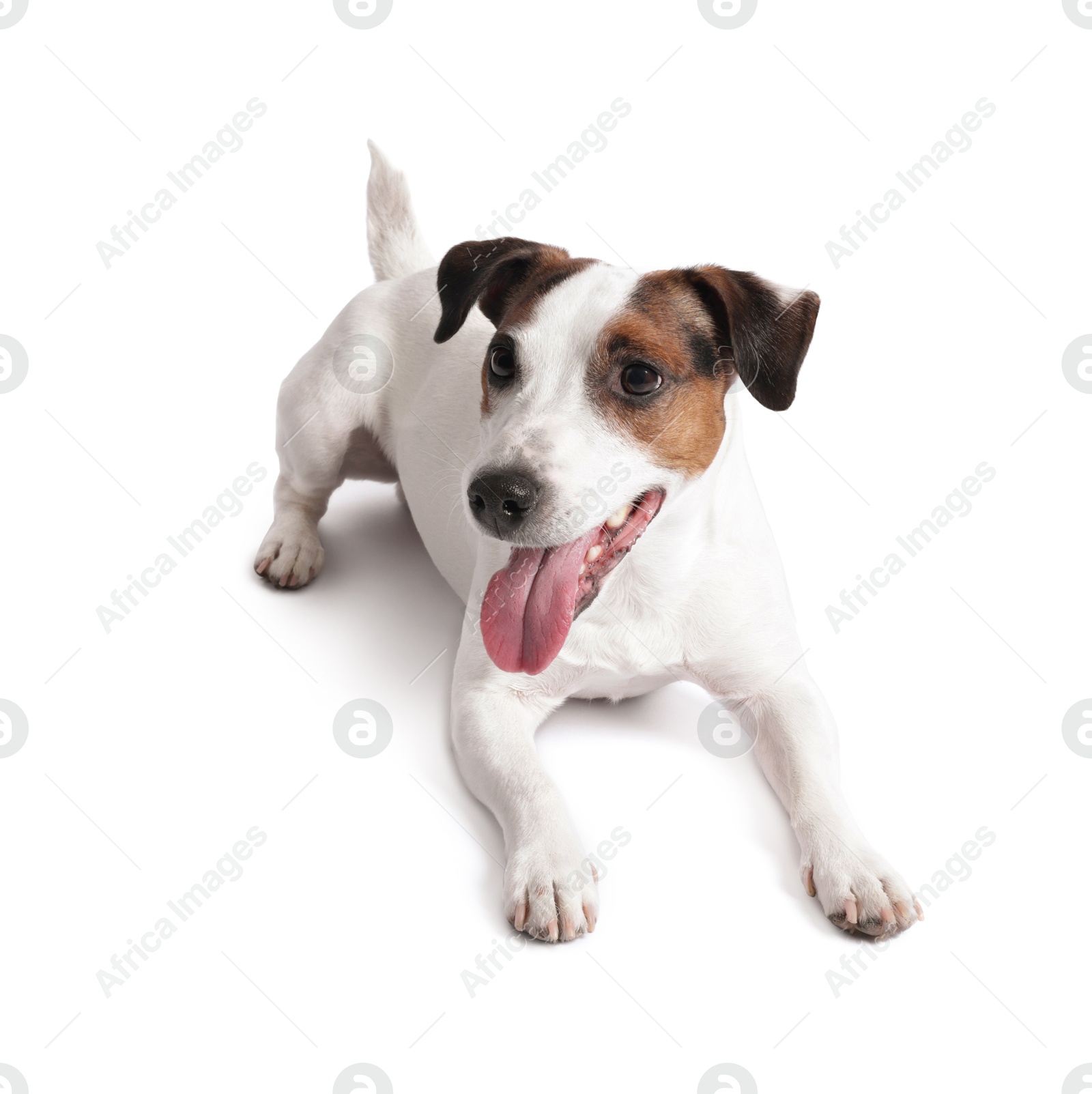 Photo of Cute Jack Russell Terrier dog on white background