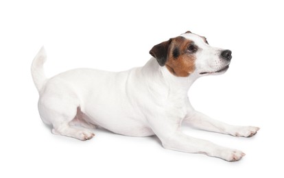 Cute Jack Russell Terrier dog on white background