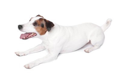 Cute Jack Russell Terrier dog on white background