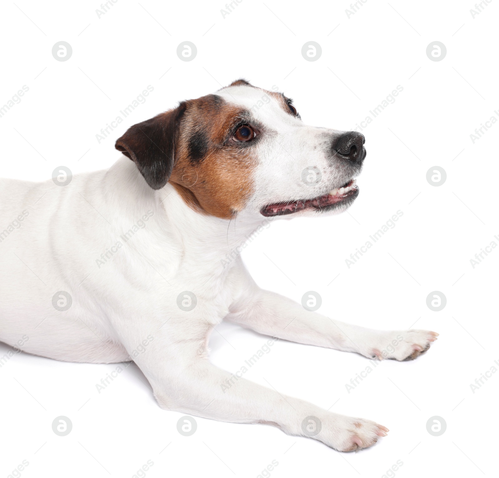 Photo of Cute Jack Russell Terrier dog on white background