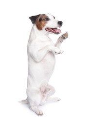 Cute Jack Russell Terrier dog on white background