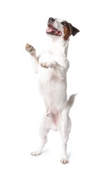 Photo of Cute Jack Russell Terrier dog on white background