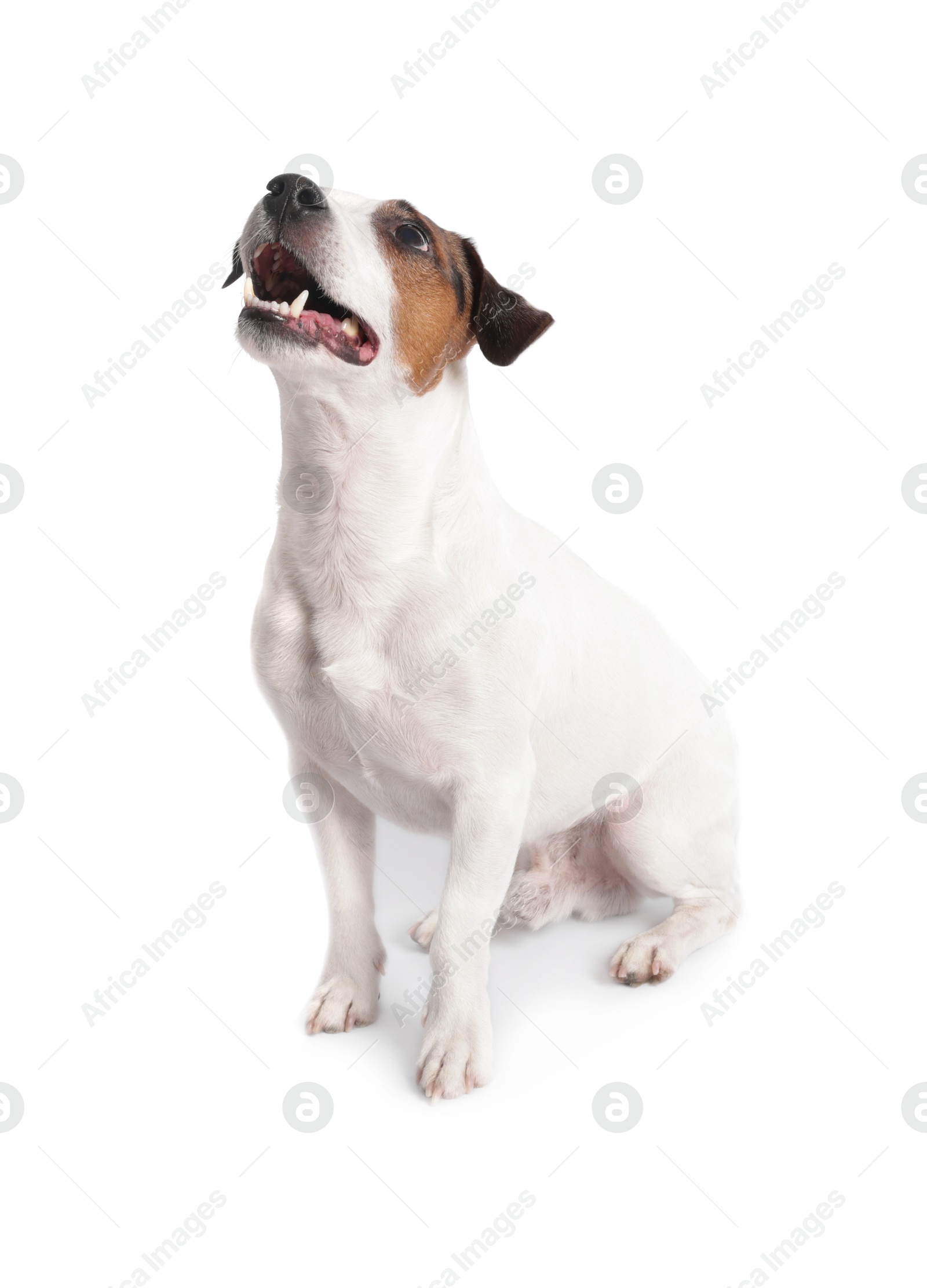 Photo of Cute Jack Russell Terrier dog sitting on white background