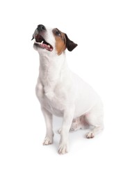 Cute Jack Russell Terrier dog sitting on white background