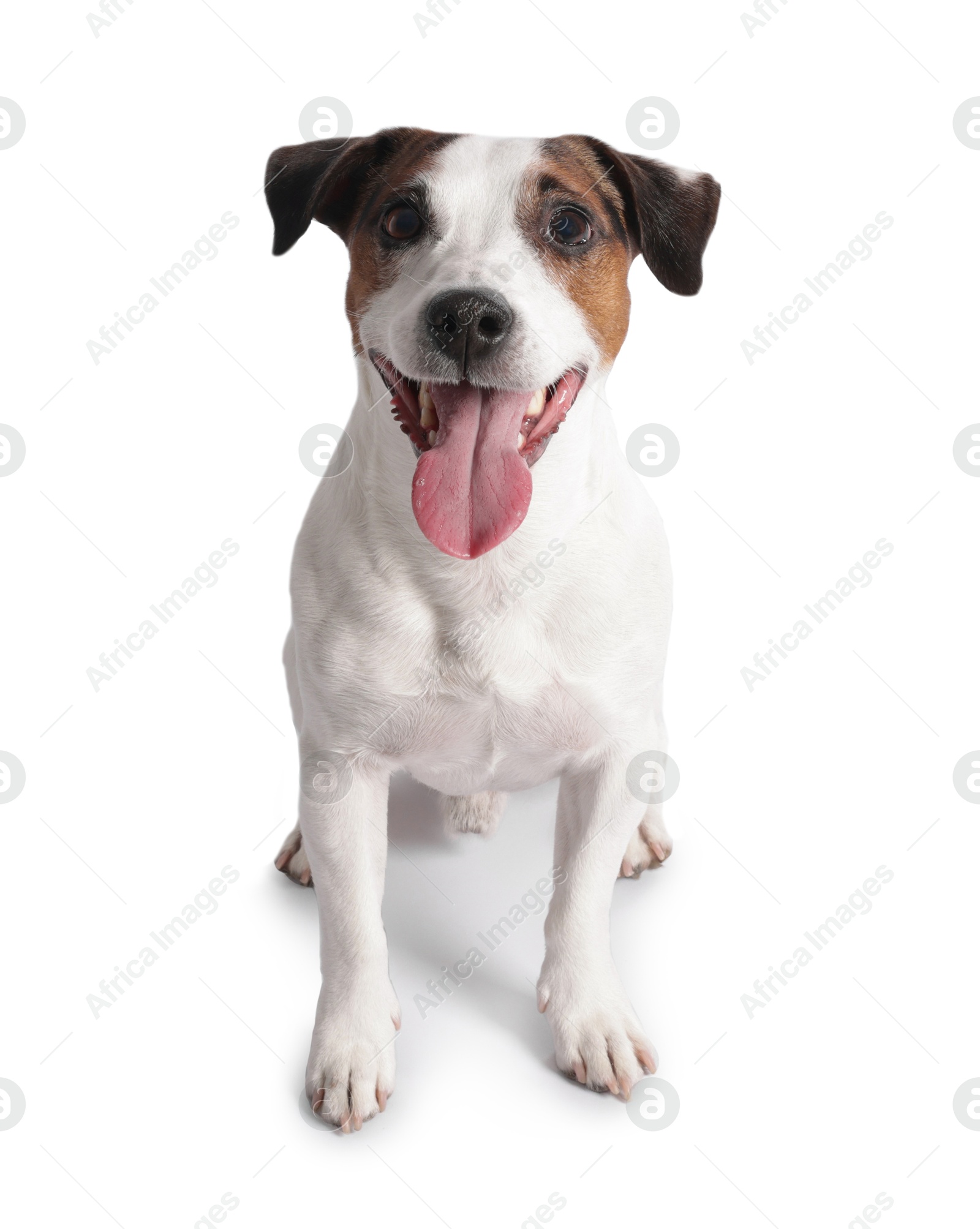 Photo of Cute Jack Russell Terrier dog on white background