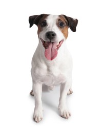 Photo of Cute Jack Russell Terrier dog on white background