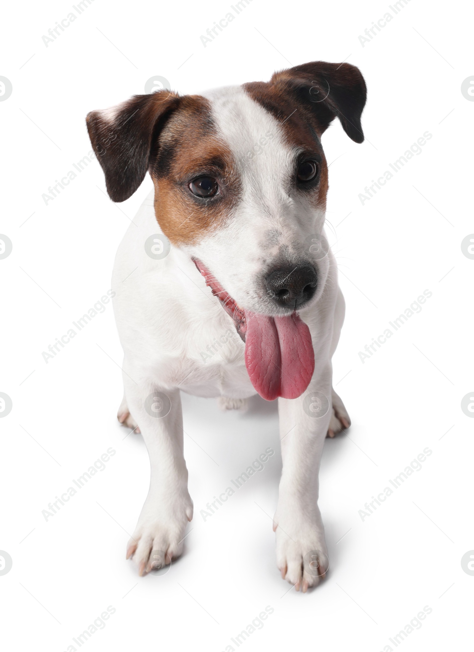 Photo of Cute Jack Russell Terrier dog on white background