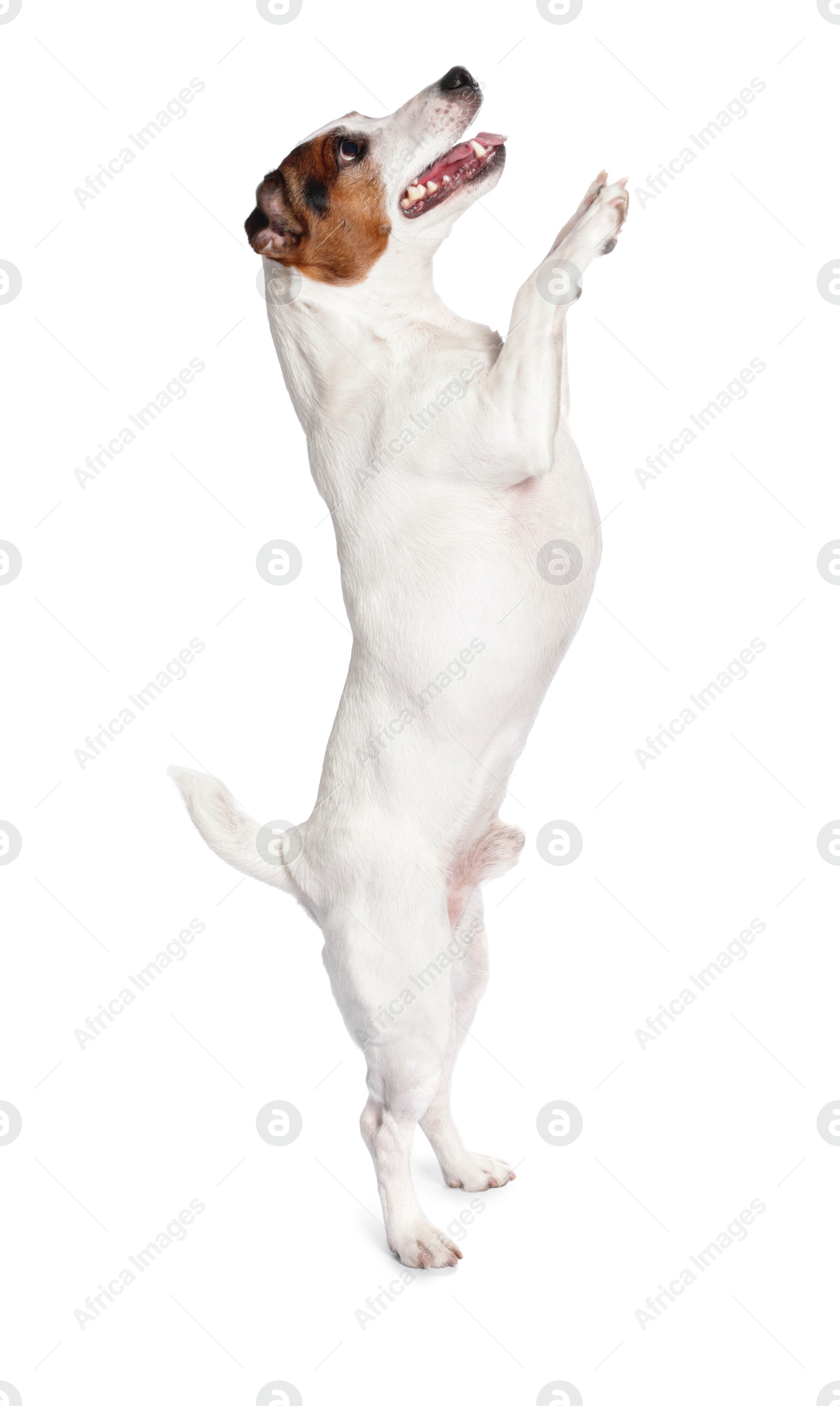 Photo of Cute Jack Russell Terrier dog on white background