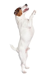 Photo of Cute Jack Russell Terrier dog on white background