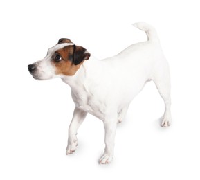 Photo of Cute Jack Russell Terrier dog on white background