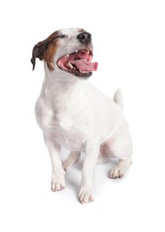 Photo of Cute Jack Russell Terrier dog sitting on white background