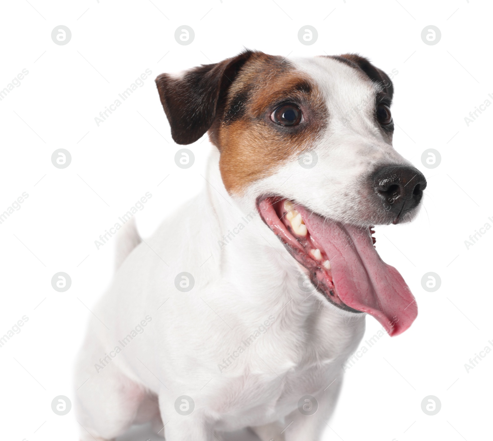 Photo of Cute Jack Russell Terrier dog on white background