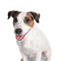 Photo of Cute Jack Russell Terrier dog on white background