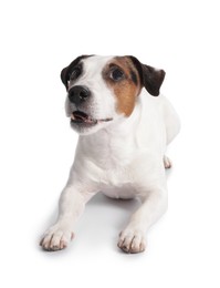 Photo of Cute Jack Russell Terrier dog on white background