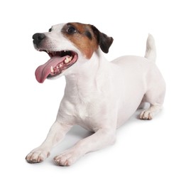 Cute Jack Russell Terrier dog on white background