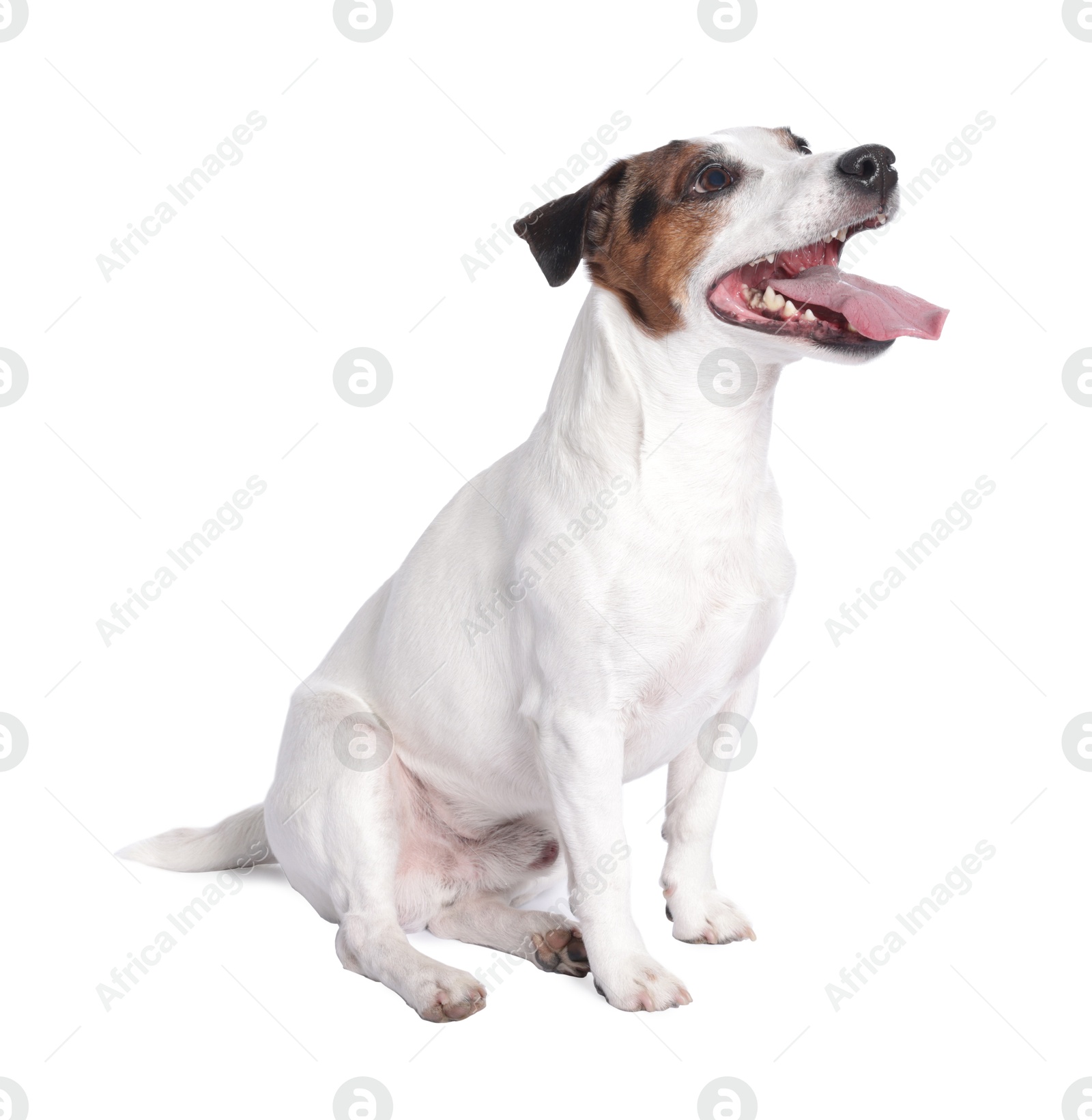 Photo of Cute Jack Russell Terrier dog on white background