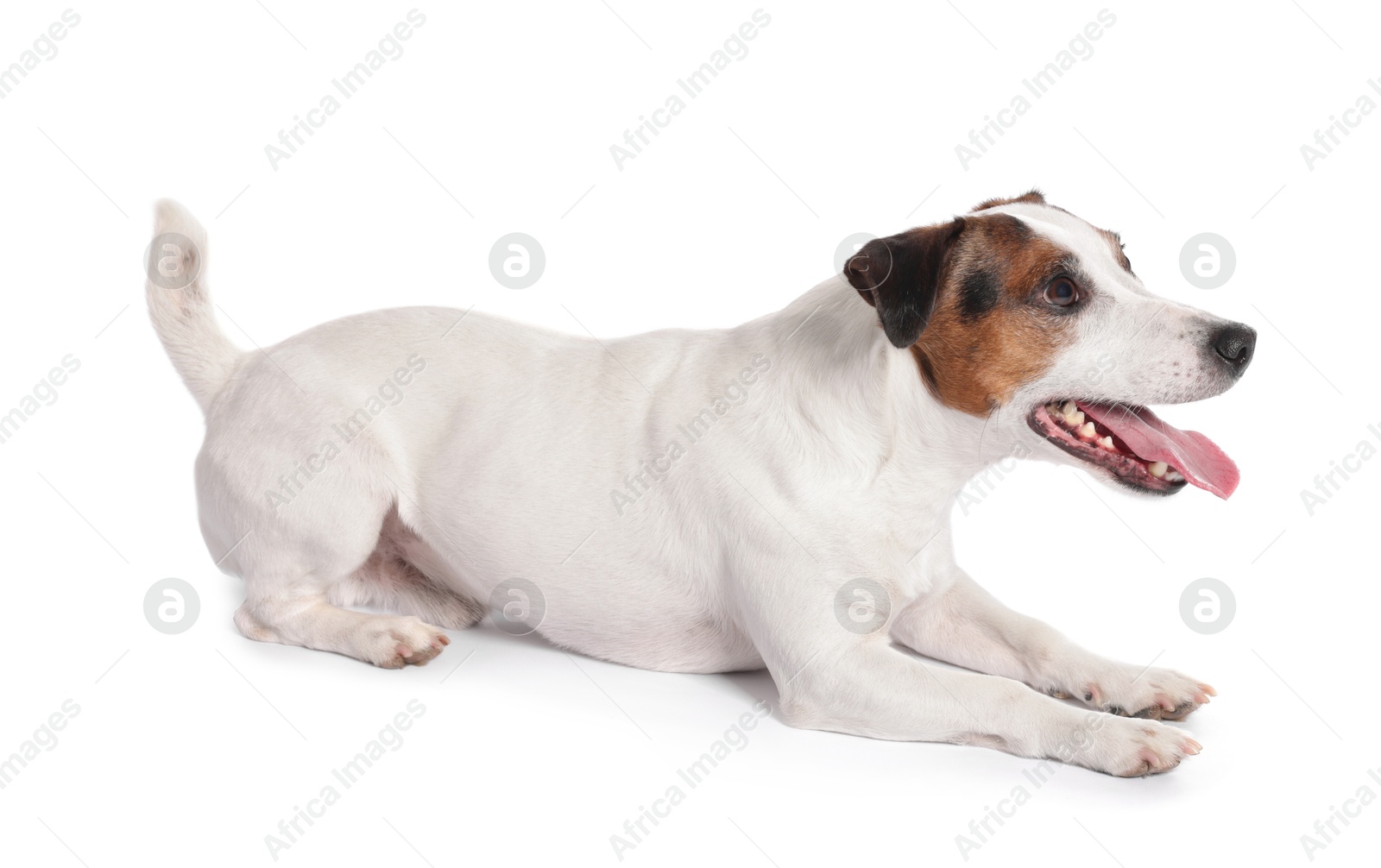 Photo of Cute Jack Russell Terrier dog on white background