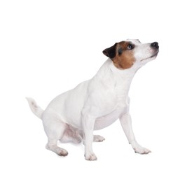 Cute Jack Russell Terrier dog on white background