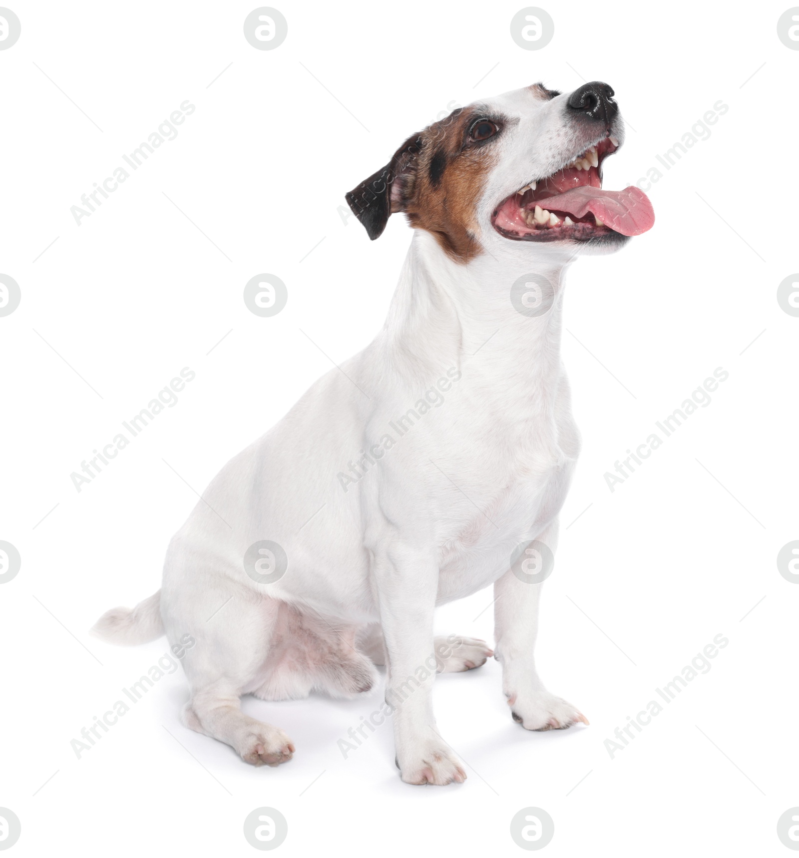 Photo of Cute Jack Russell Terrier dog sitting on white background