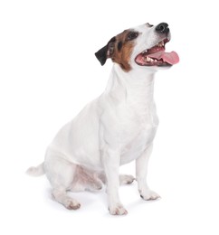 Photo of Cute Jack Russell Terrier dog sitting on white background