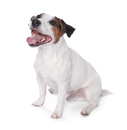 Photo of Cute Jack Russell Terrier dog sitting on white background