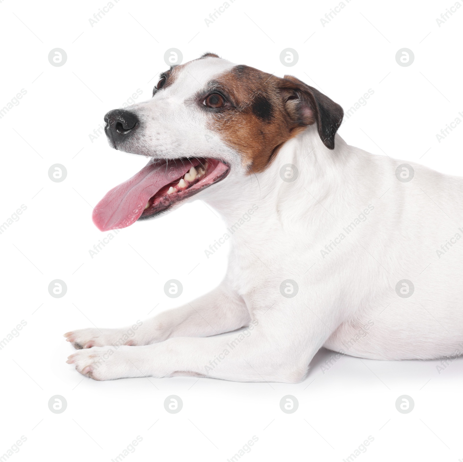 Cute Jack Russell Terrier dog on white background Photo of Cute Jack Russell Terrier dog on white background