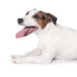 Photo of Cute Jack Russell Terrier dog on white background