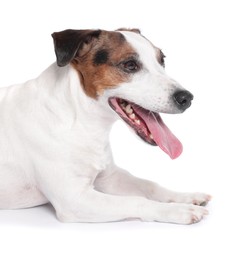 Photo of Cute Jack Russell Terrier dog on white background