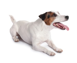 Cute Jack Russell Terrier dog on white background