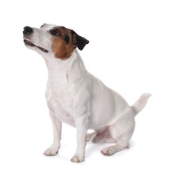 Cute Jack Russell Terrier dog sitting on white background