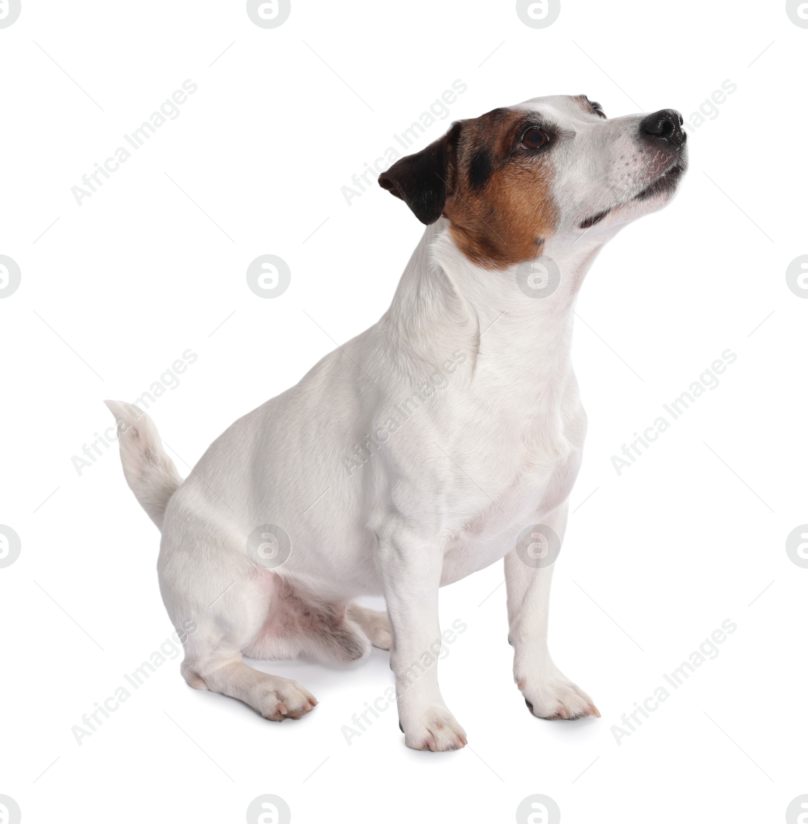 Photo of Cute Jack Russell Terrier dog sitting on white background