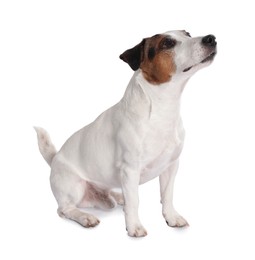 Cute Jack Russell Terrier dog sitting on white background