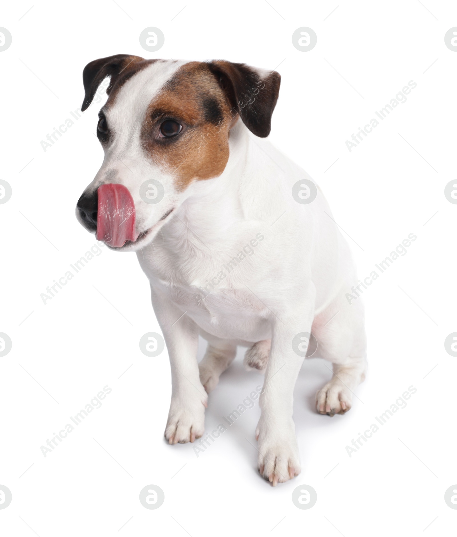 Photo of Cute Jack Russell Terrier dog sitting on white background