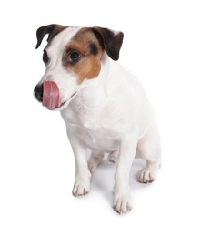 Cute Jack Russell Terrier dog sitting on white background