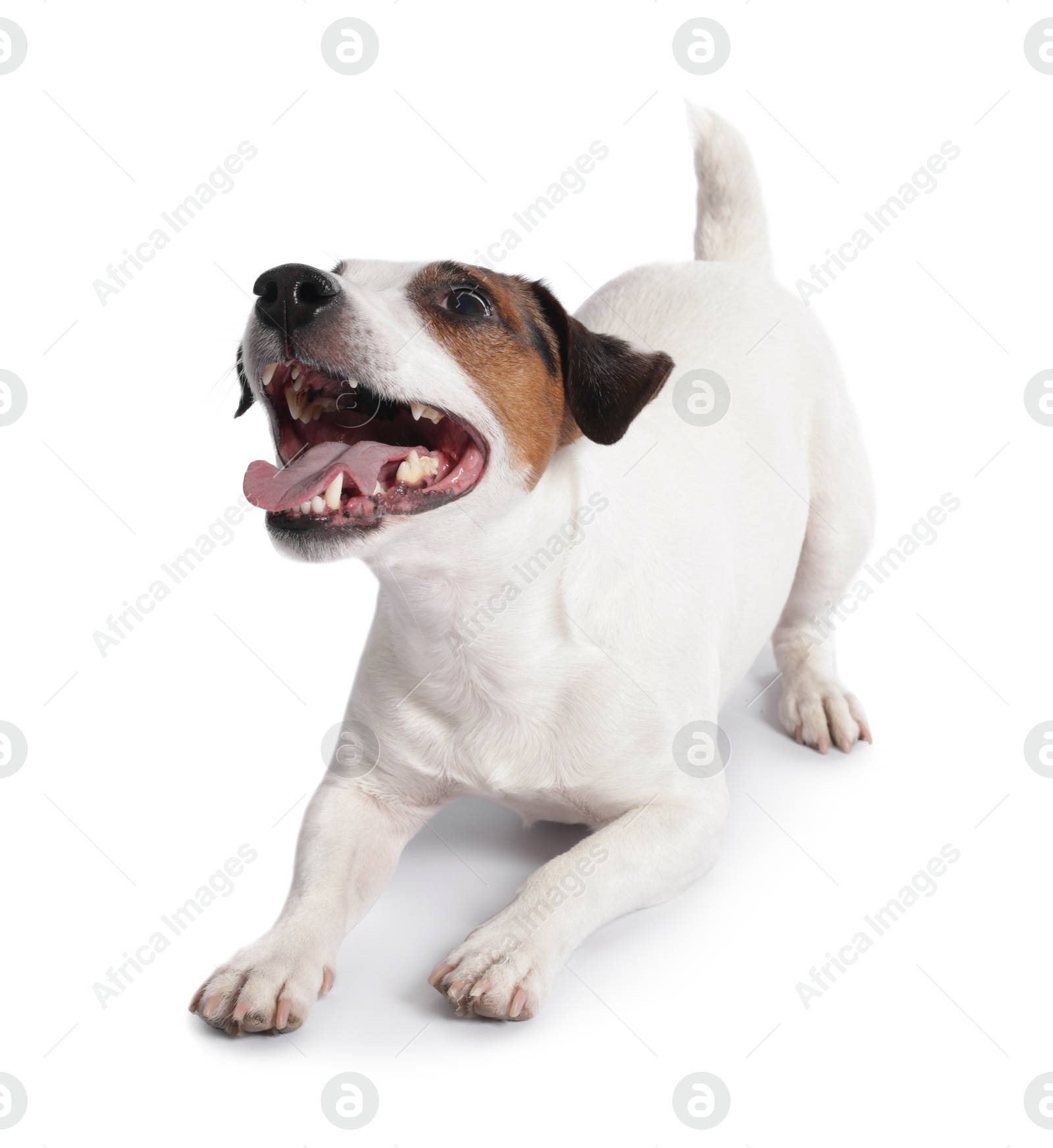 Photo of Cute Jack Russell Terrier dog on white background